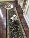 Dog Canidae Floor Flooring Dog breed
