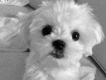 ROMEO PUPPY.jpeg