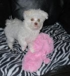 Molly posing after her bath. 010.jpg