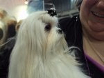 Dog Dog breed Mammal Canidae Maltese